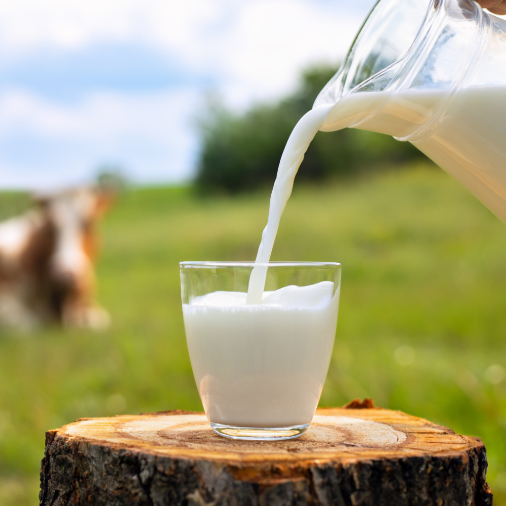 MILK: RECOVERY DRINK?